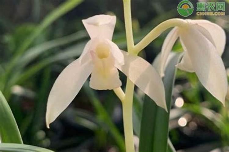 如何种空青菜,季节,浇水,要点等。。。？