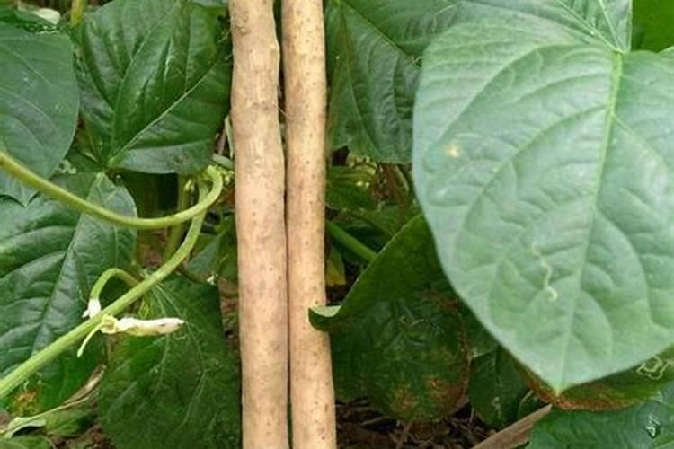 矿源黄腐酸钾是酸性还是碱性？矿源黄腐酸钾怎么使用肥效高