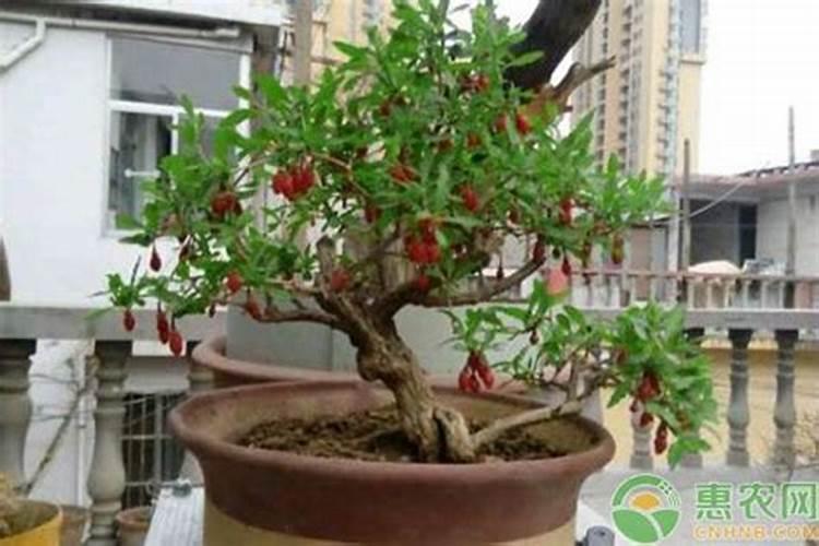 支还是枝,有什么区别。？