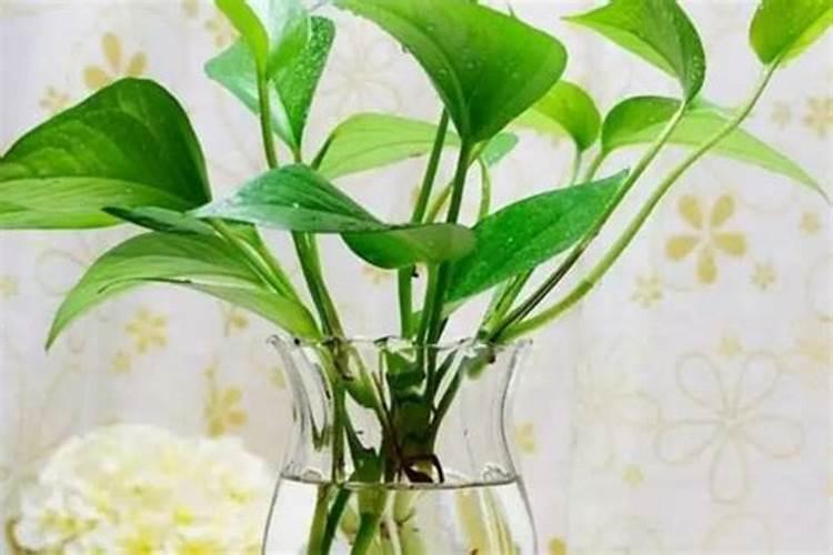 绿萝用什么肥料长得快,含氮的有机肥最利于生长