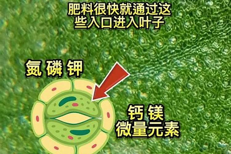 种莴笋如何施肥才能高产