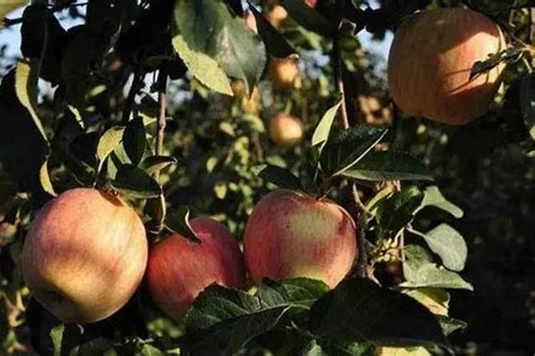 德国鸢尾花的养殖方法和注意事项