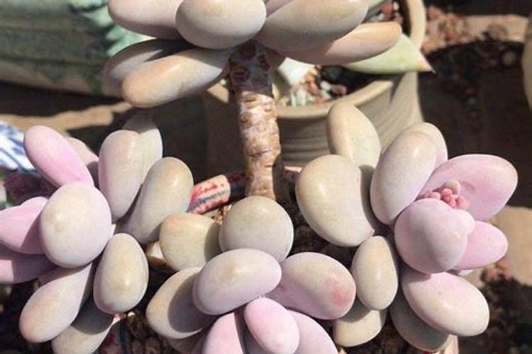 氨基酸水溶肥使用禁忌