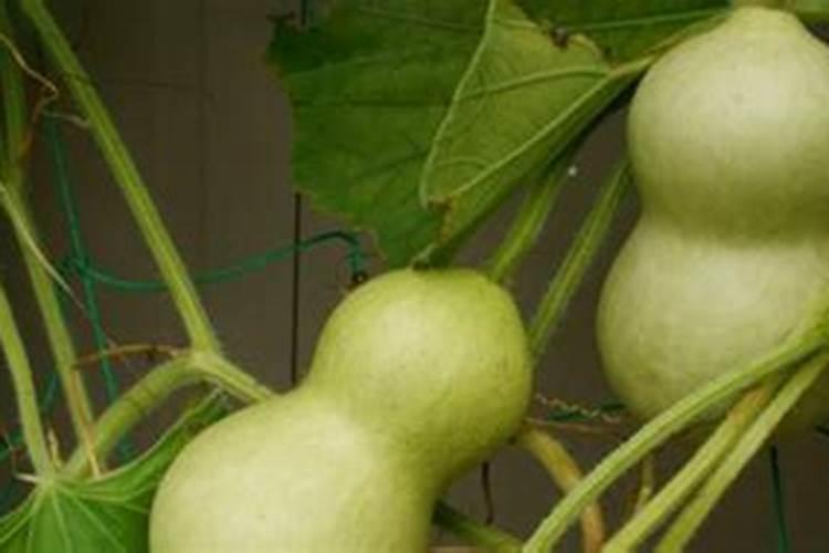 文玩葫芦什么时候施肥