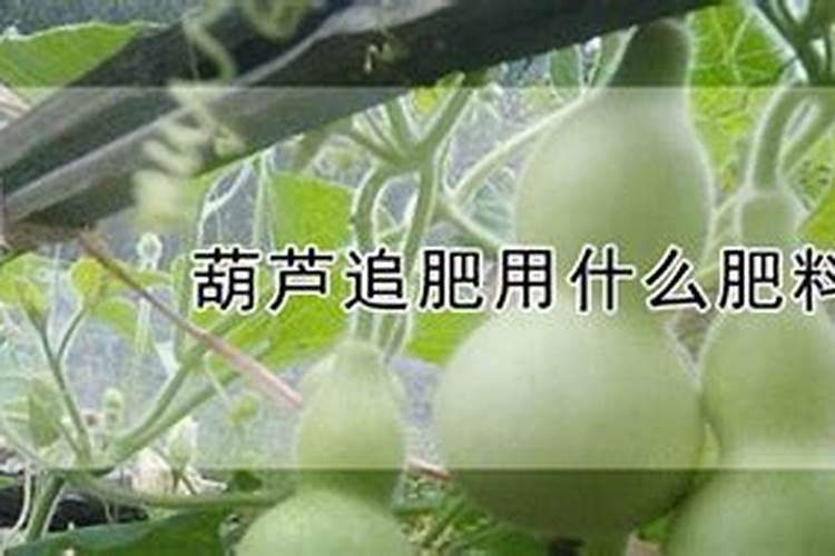 葫芦浇什么肥料合适
