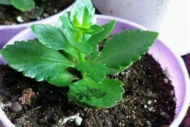 栀子花用磷酸二氢钾可以叶子治发黄干枯吗？哪位知道？