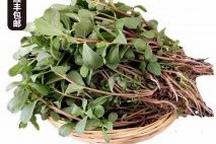 栀子花用什么肥料好