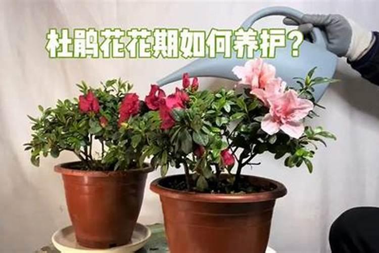 苹果发酵几天可以浇花