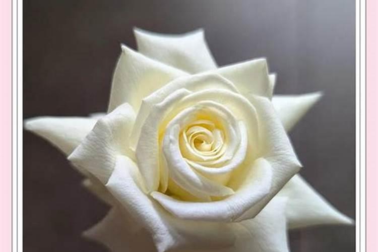 种植一亩油牡丹的收入是多少？