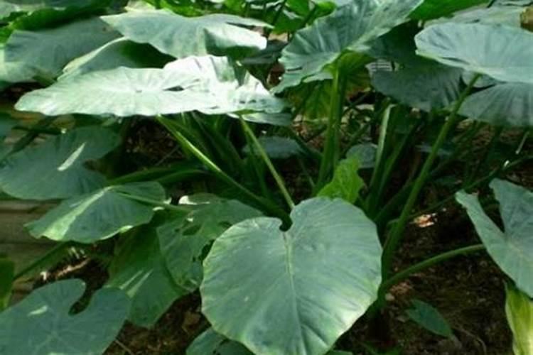 水培滴水观音(海芋、千手观音)的养护方法