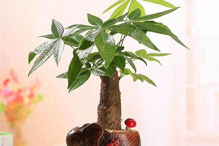 发财树用生根粉泡后多久长根 发财树用生根粉长根方法