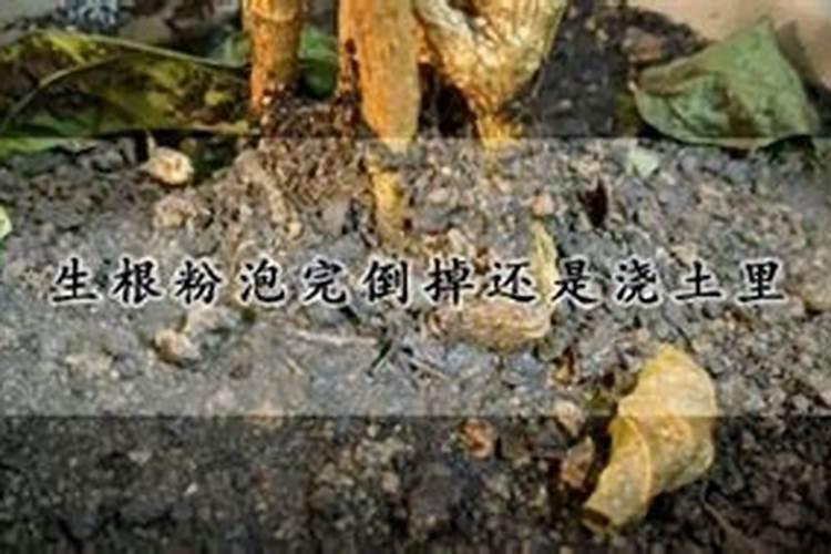 发财树浇水多了根茎腐烂了怎么办,怎么使用生根粉