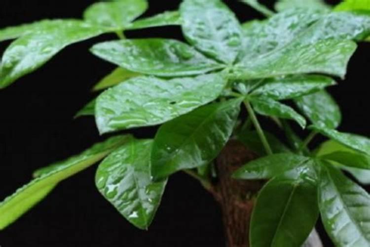 发财树浇水多了根茎腐烂了怎么办,怎么使用生根粉