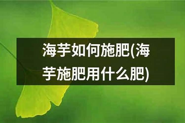海芋的养殖方法和注意事项