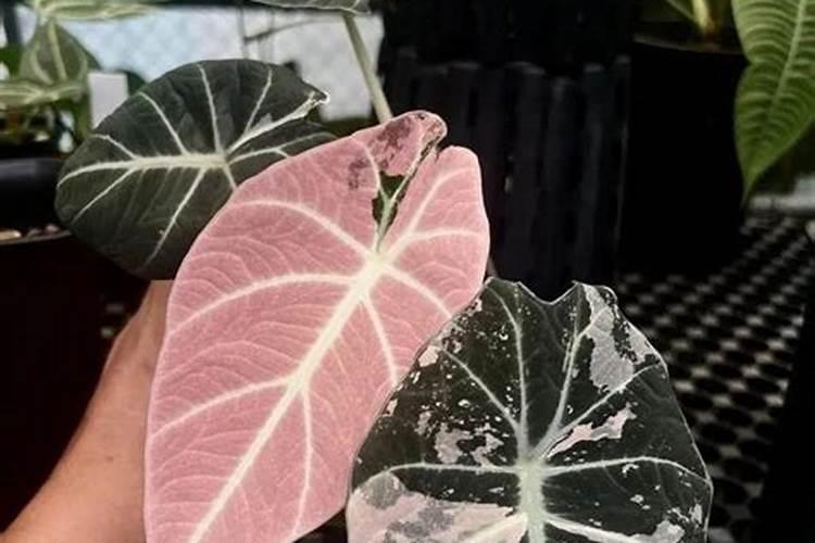 移栽的海芋发黄怎么办