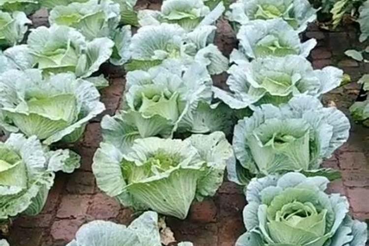 土豆在开花后施什么肥好