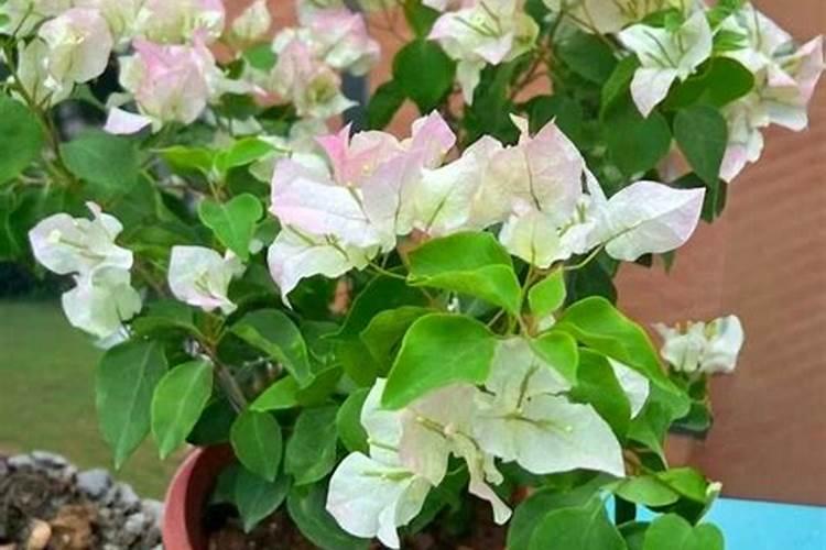 高磷肥料有哪些 什么是高磷肥