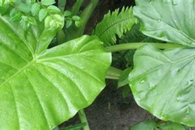 海芋和葡萄能种在一起吗？