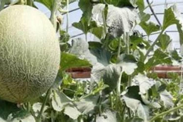 花多多1号2号使用方法？