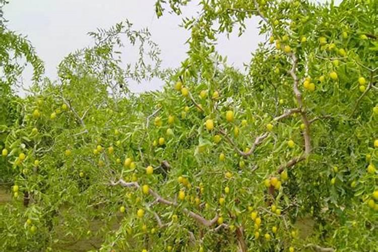 南疆灰枣几月份环割最好