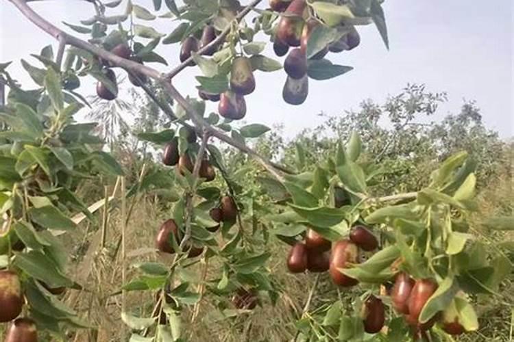 河南适合种什么枣树？