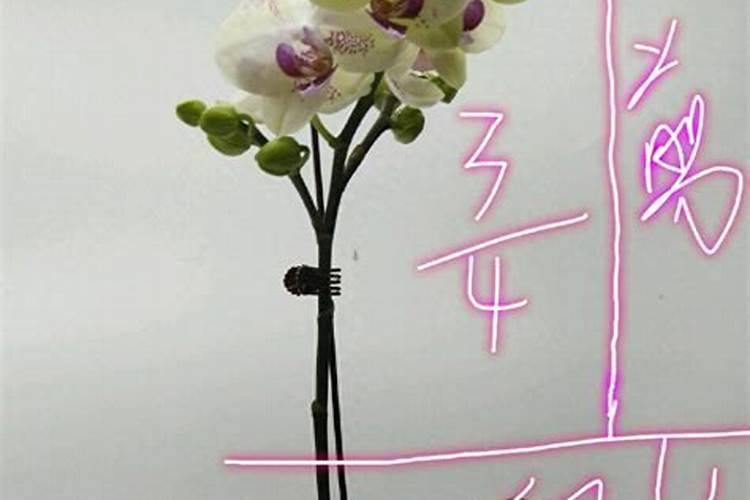 蝴蝶兰用什么肥好呢,我有磷酸二氢钾兑水可以吗