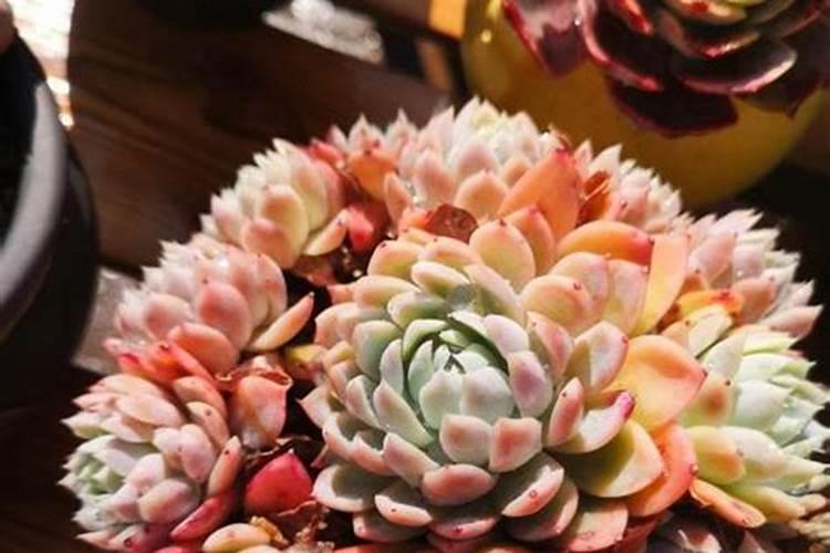 玉米3个15复合肥每亩一百斤能行吗