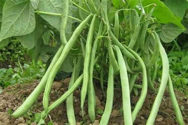 豆角选择打头好还是维持不打头的状态好呢？