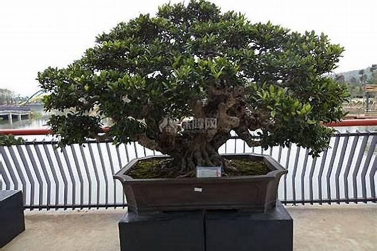 现在比较热门的盆景树种有哪些,四季常青的。