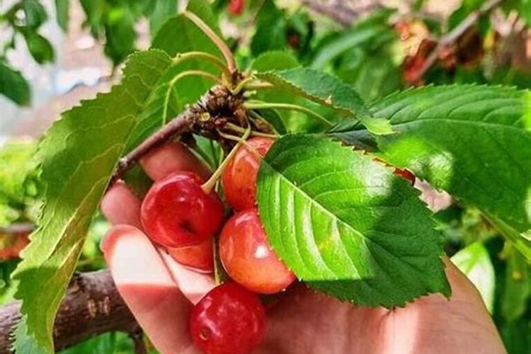 新鲜茶叶怎么自己加工好