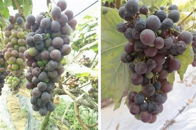 克伦生葡萄现在着色轻怎么办？