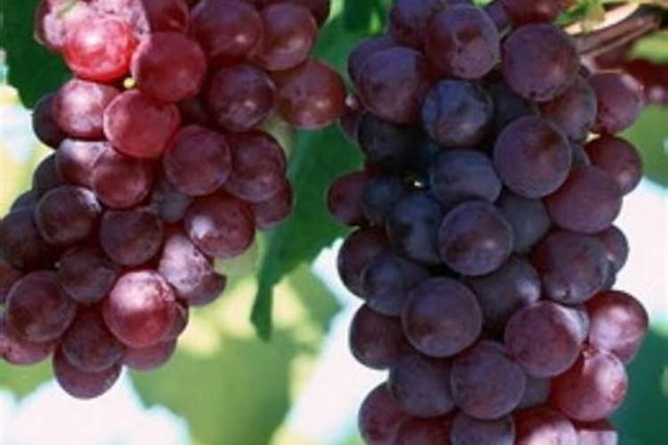 葡萄叶子发黄了怎么办