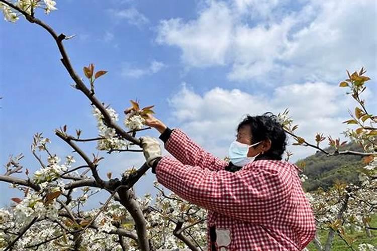 梨树追肥注意什么