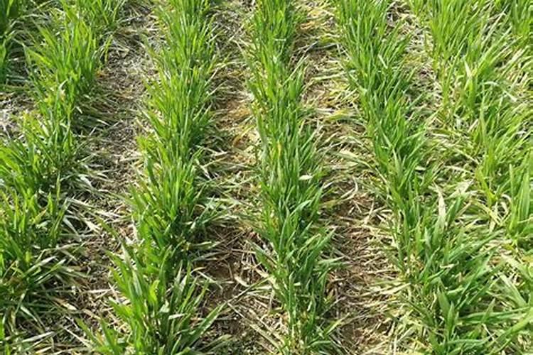 小麦生长中后期上层叶片干黄尖为什么？