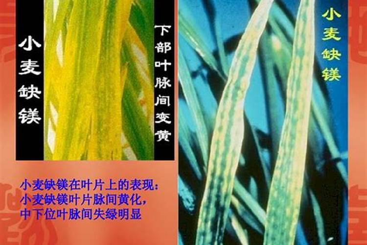 小麦想要高产需要注意哪些？用哪些肥料增产效果比较好