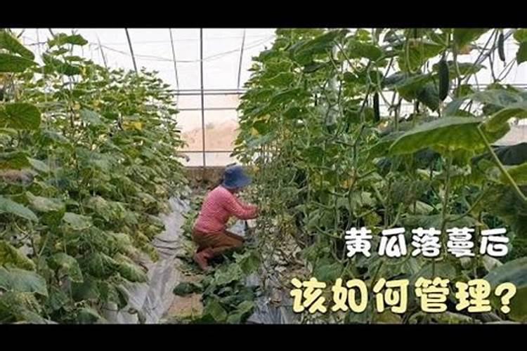 韭菜控旺用什么药