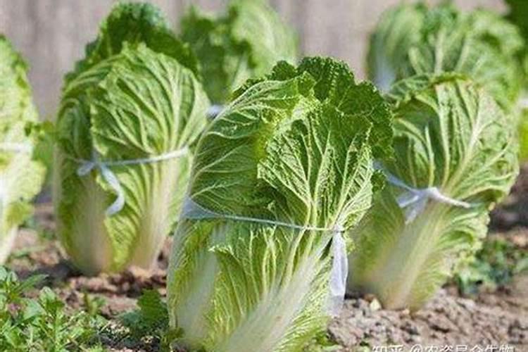 小白菜出芽后几天浇肥