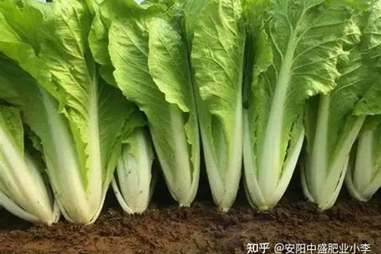 小白菜出芽后几天浇肥 可以施复合肥吗