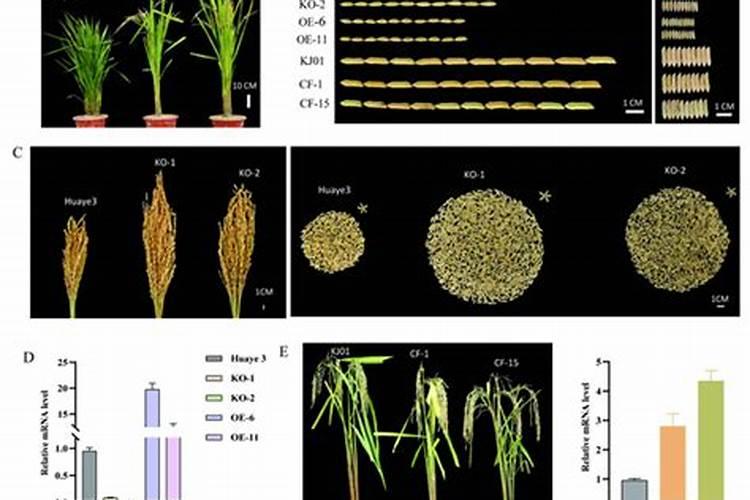 水稻施肥时间与施肥技术
