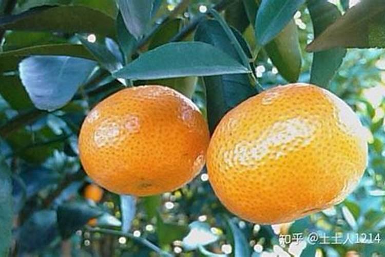 转运竹水养用什么肥料 转运竹水养用啥肥料