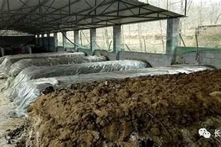 谷子秀穗了,上化肥好还是叶面肥好