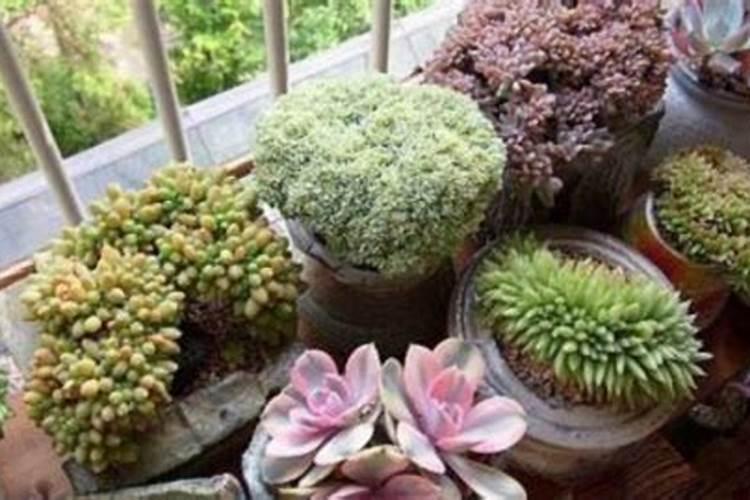 31号柴胡地里能用什么除草剂