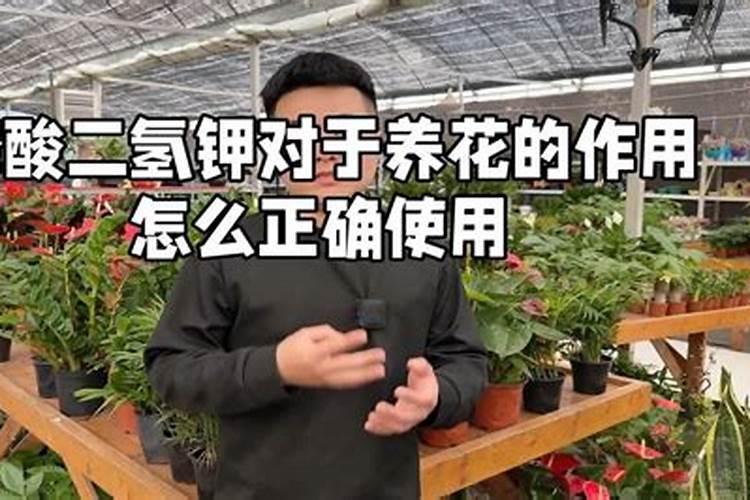 立秋后君子兰施什么肥 立秋后君子兰施哪种肥