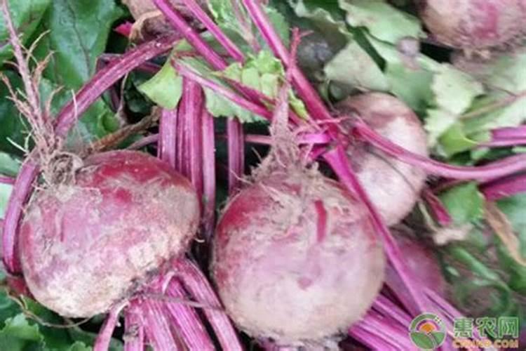 哪里有卖叶用红薯苗种子