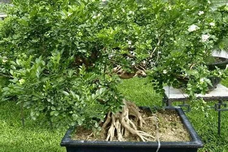 九里香去年冻死了今年从根部长了新芽,新芽叶子黄不长怎么办？