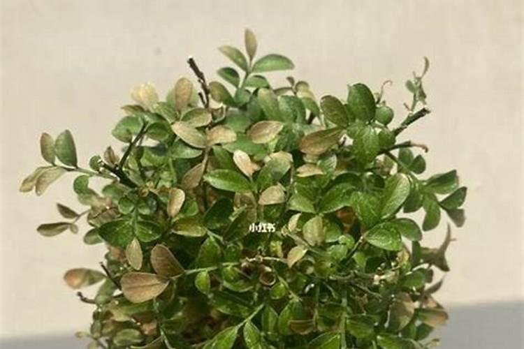 九里香树干怎么长粗