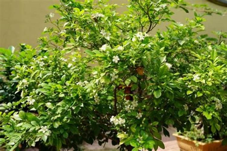 新买的九里香叶子有点发黄,一碰就掉,怎么回事？还没施过肥料。