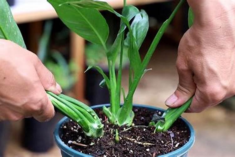 玉树叶子干焦怎么办