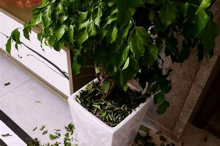 干树叶可以当肥料吗？