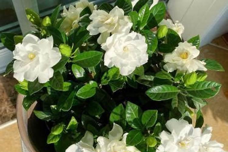 听说栀子花有花苞时不能施磷肥,说是晚了？我施了该怎么办？如题